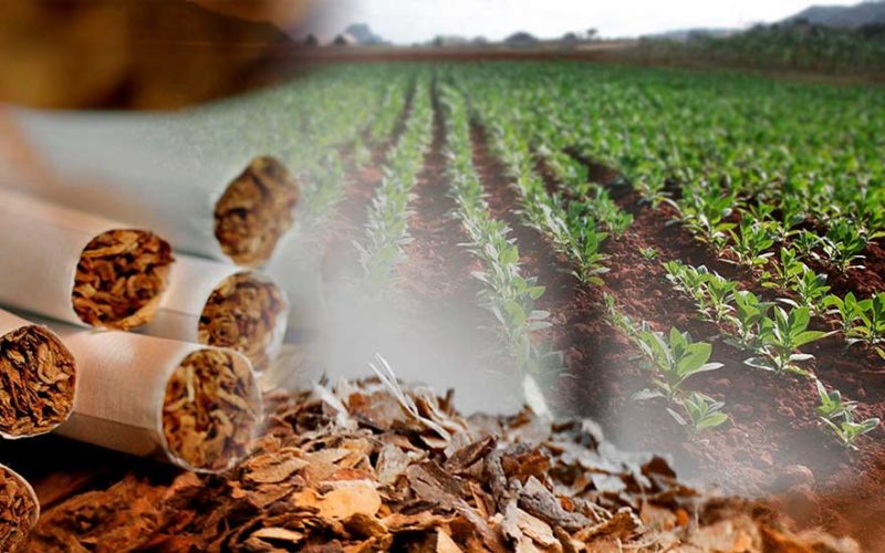 tabaco_daña_salud_medioamiente-SaludEnTuVida.jpg